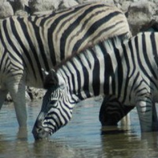 Afbeelding voor PANGEA Travel - Etosha reizen