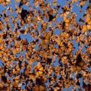 Afbeelding voor Sundowner - Monarch vlinders reis