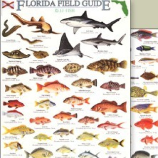 Afbeelding voor TIP - Florida Keys duikgids