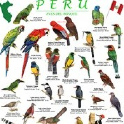 Afbeelding voor TIP - Peru field guides