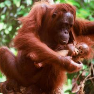 Afbeelding voor Merapi - Bouwstenen Kalimantan