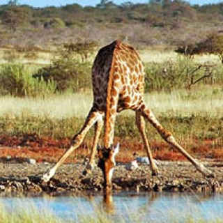 Afbeelding voor Riksja Namibië - Bouwsteen Chobe