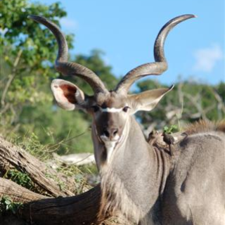 Afbeelding voor Vámonos - Reis Botswana op maat