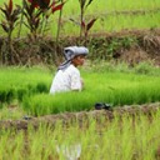 Afbeelding voor TUI - Startpakket of Rondreis op Bali