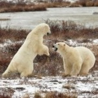 Afbeelding voor All for Nature - IJsberen in Canada