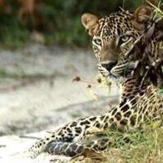 Afbeelding voor All for Nature Travel - Wildlife reis Sri Lanka