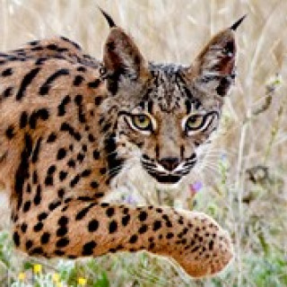 Afbeelding voor All for Nature - Land van de Iberische Lynx