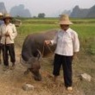 Afbeelding voor Sawadee - Groepsreis Guilin en Yangshuo