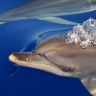 Afbeelding voor All for Nature - Azoren dolfijnen & walvissen