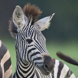 Afbeelding voor SNP - Wandelreizen Kruger en Zuid-Afrika