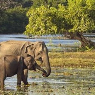 Afbeelding voor TUI - Sri Lanka met jeepsafari in Yala