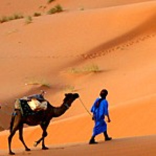 Afbeelding voor Koning Aap - Gezinsreis Marokko