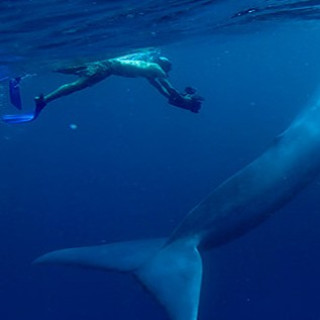 Afbeelding voor Sundowner Wildlife Reizen - Walvissen