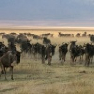 Afbeelding voor Sundowner Wildlife reizen - Tanzania