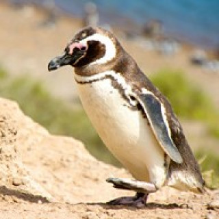 Afbeelding voor Riksja Argentinië - Bouwstenen Peninsula Valdes