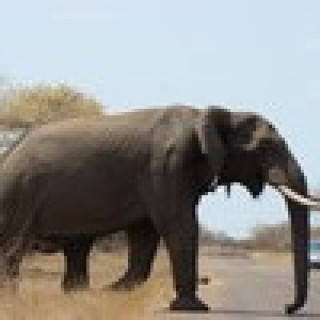 Afbeelding voor Pangea Travel - Wildlife reis op maat