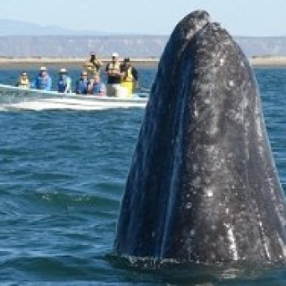 Afbeelding voor Sundowner - Walvissen en dolfijnen
