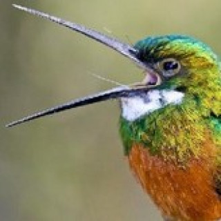 Afbeelding voor Brazilië Reis Specialist - Vogelreis