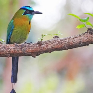 Afbeelding voor SNP - Wandelen in Nicaragua (Groep)