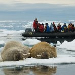 Afbeelding voor Beluga Adventures - Natuurcruises