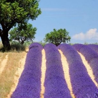 Afbeelding voor VacanceSelect - Vakantiepark Provence