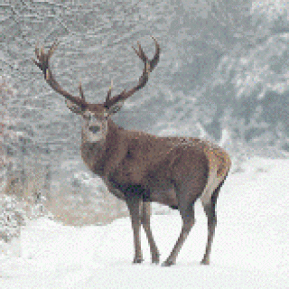 Afbeelding voor VakantieVeluwe - Weekendje op de Veluwe