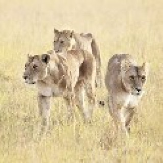 Afbeelding voor All for Nature - Privésafari Serengeti