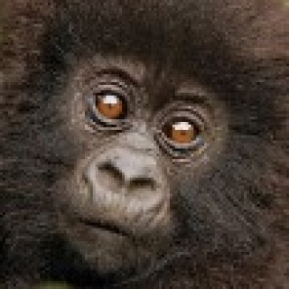 Afbeelding voor All for Nature - Gorilla's in Rwanda