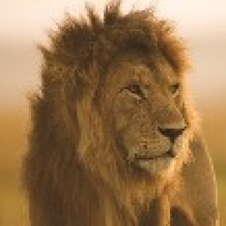 Afbeelding voor All for Nature - Walking with the Maasai