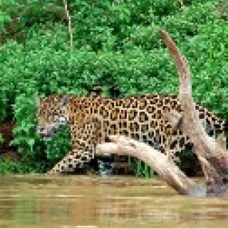 Afbeelding voor All for Nature - Jaguars in Brazilië