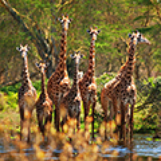 Afbeelding voor Van Verre - Bouwsteen Zululand & Kruger