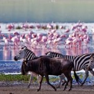 Afbeelding voor Matoke Tours - Lake Manyara Tanzania