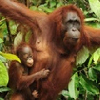 Afbeelding voor 333TRAVEL - Orang oetans