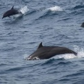 Afbeelding voor 333TRAVEL - Dolfijnen Bali