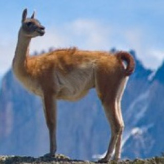 Afbeelding voor TUI - Patagonië