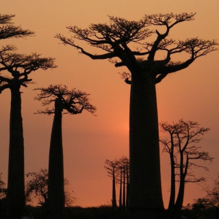 Afbeelding voor Sawadee - Groepsvakanties in Afrika