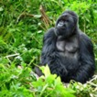 Afbeelding voor Undiscovered - Classic Uganda