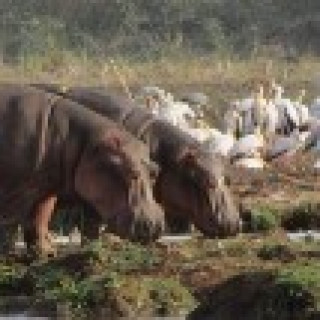 Afbeelding voor Sundowner - Safari Lake Manyara