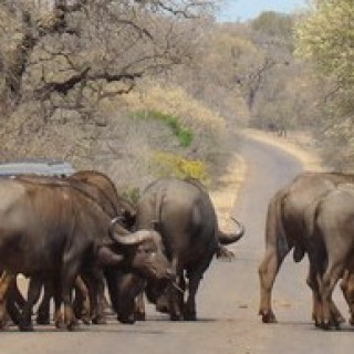 Afbeelding voor PANGEA - Zuid-Afrika natuurreis