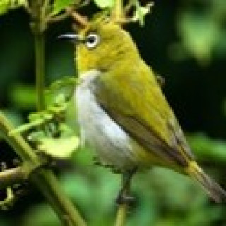 Afbeelding voor SNP - Vogelreis Sri Lanka