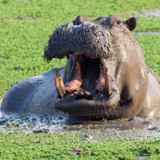 Afbeelding voor Sawadee - Zuid-Afrika reis