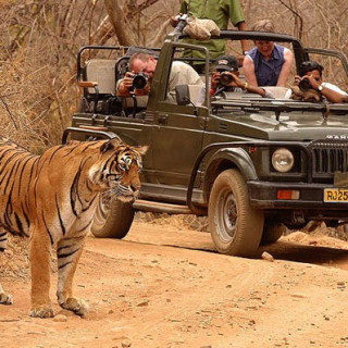 Afbeelding voor Sundowner - Tijgers in Ranthambore