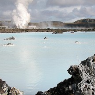 Afbeelding voor Beluga - Natuurreizen IJsland