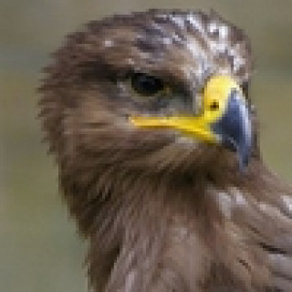 Afbeelding voor SNP - Natuur- en vogelreizen Extremadura