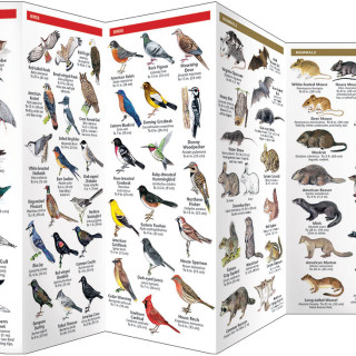 Afbeelding voor Field Guides Amerika ***