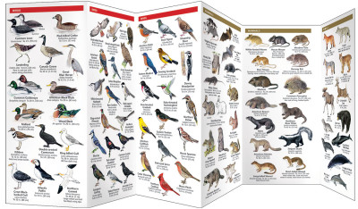 Afbeelding voor Field Guides Amerika ***