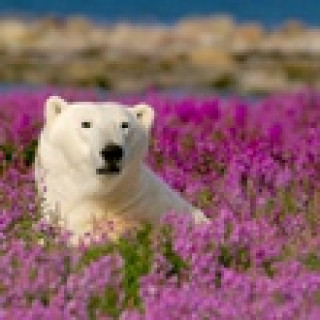 Afbeelding voor Sundowner Wildlife Reizen - IJsberen