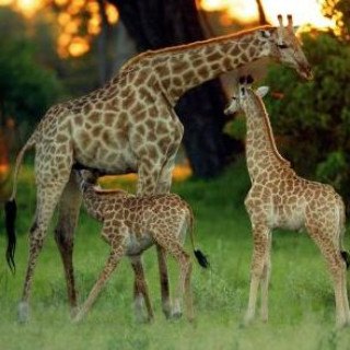 Afbeelding voor Koning Aap - Rondreis Namibië - Etosha