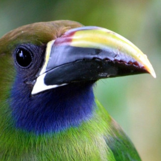 Afbeelding voor SNP - Wildlife Costa Rica