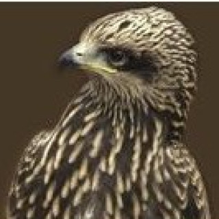 Afbeelding voor SNP - Op zoek naar zeldzame vogels (Groep)